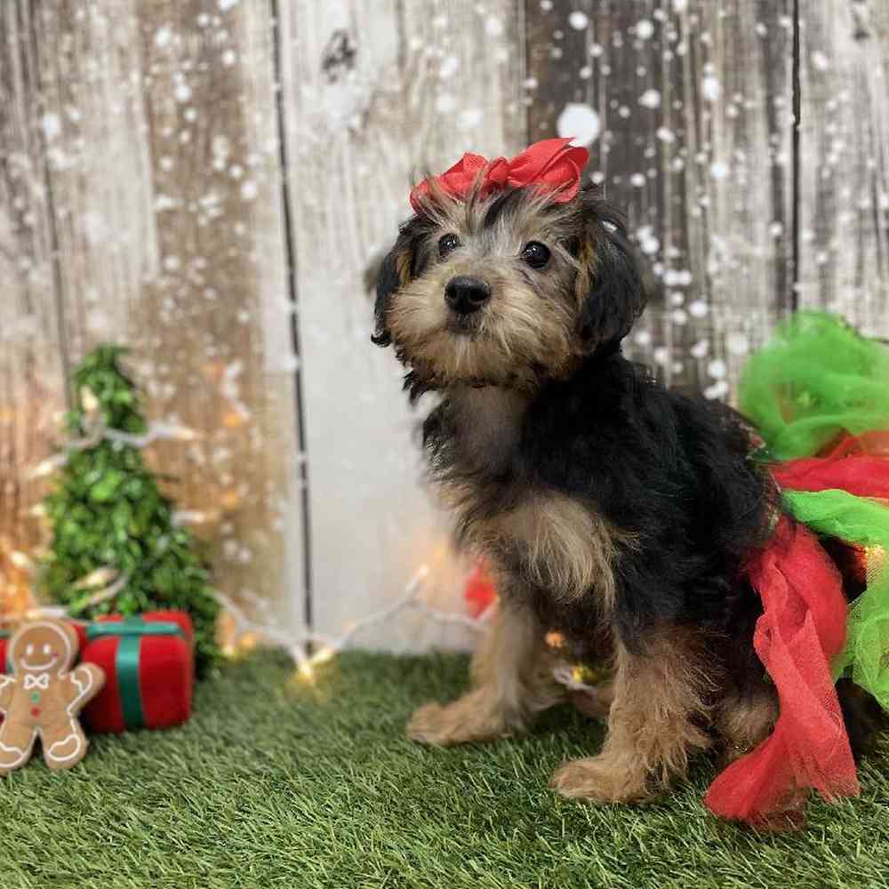 Female Yorkie-Poo Puppy for Sale in Braintree, MA