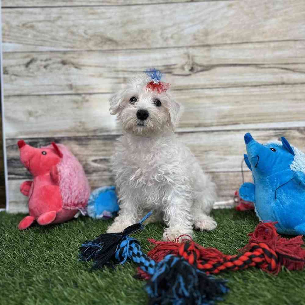 Female Schnoodle Puppy for Sale in Saugus, MA