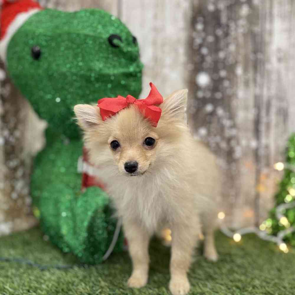 Female Pomeranian Puppy for Sale in Braintree, MA