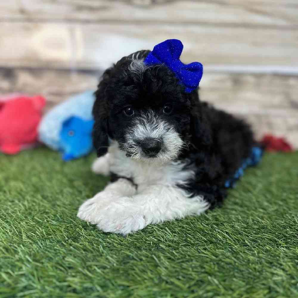 Female Mini Sheepadoodle 2nd Gen Puppy for Sale in Saugus, MA