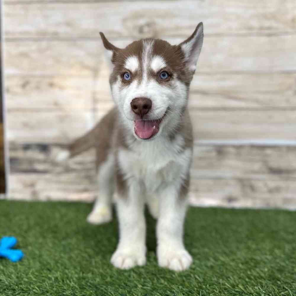Male Siberian Husky Puppy for Sale in Braintree, MA