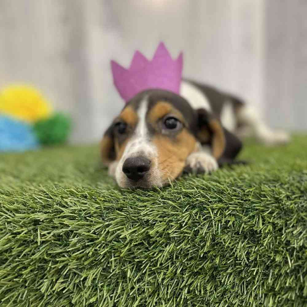 Female Beagle Puppy for sale
