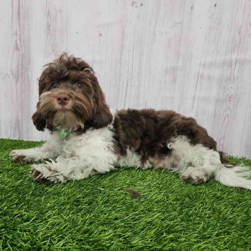Male Havanese Puppy for Sale in Braintree, MA