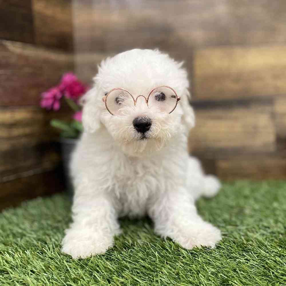 Male Bichon Frise Puppy for Sale in Braintree, MA