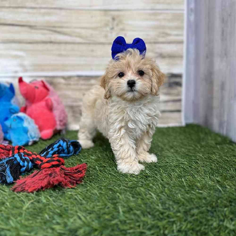 Female Malti-Poo Puppy for Sale in Saugus, MA