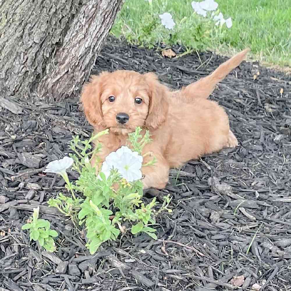 mini-goldendoodle-barrett-4841587809383278.jpg