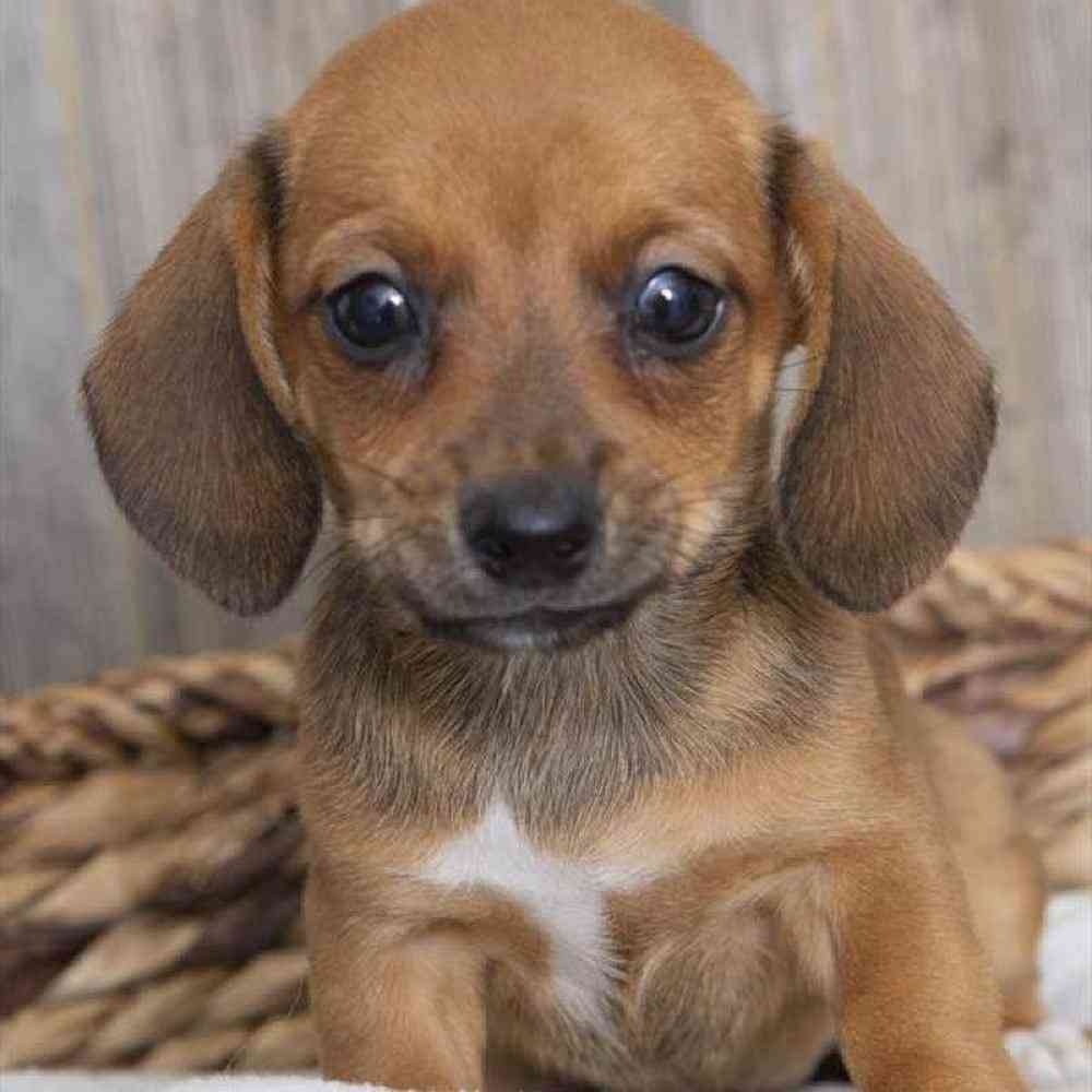 Female Chiweenie Puppy for sale