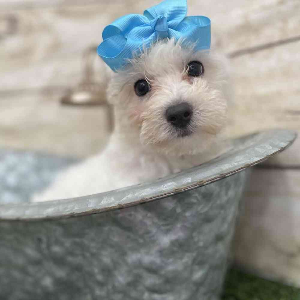Female Bichon Frise Puppy for Sale in Braintree, MA