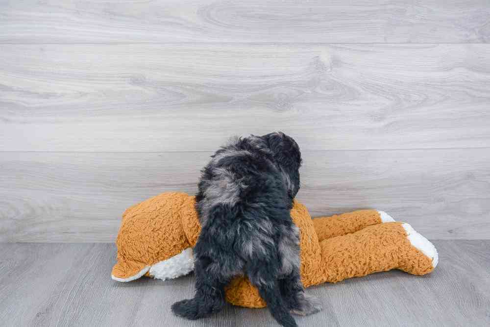 mini-goldendoodle-hannah-229832377200453.jpg