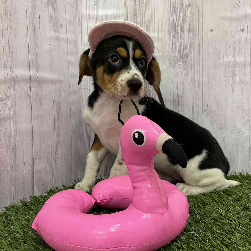 Female Beagle Puppy for Sale in Braintree, MA