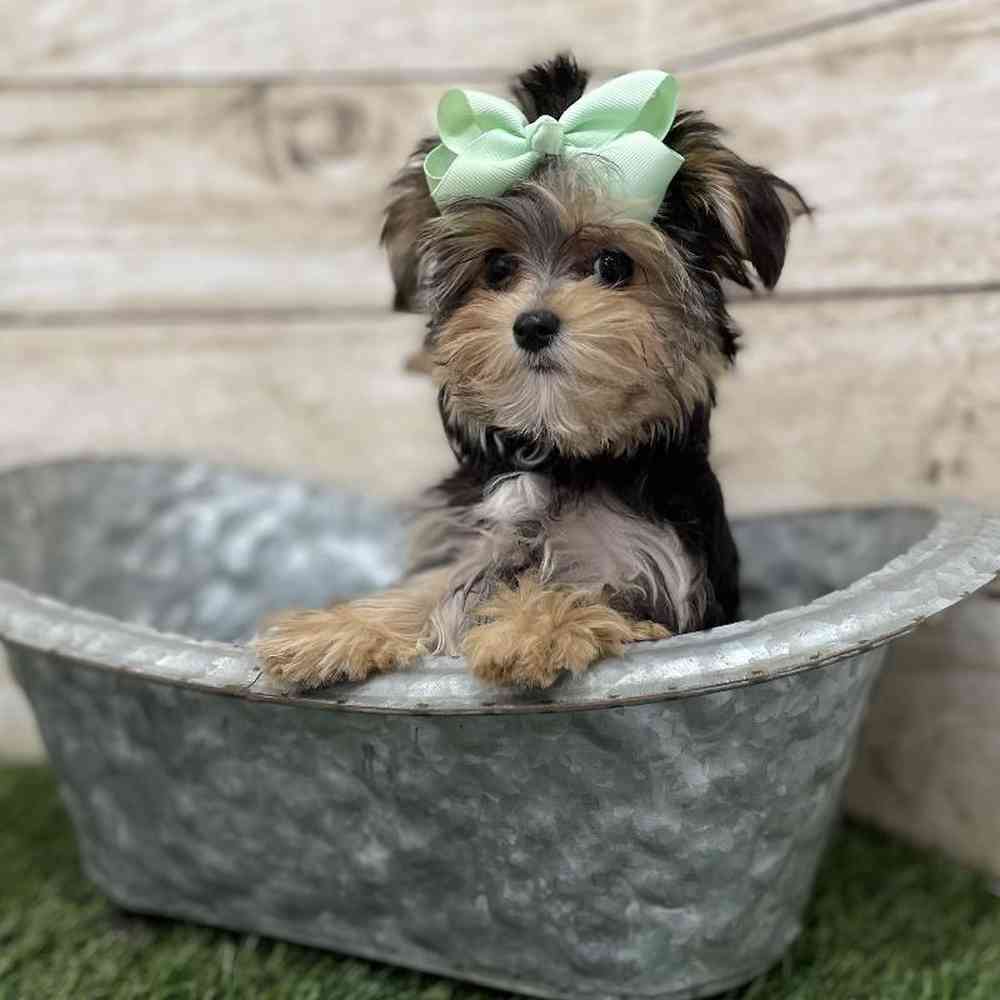 Female Morkie Puppy for Sale in Braintree, MA