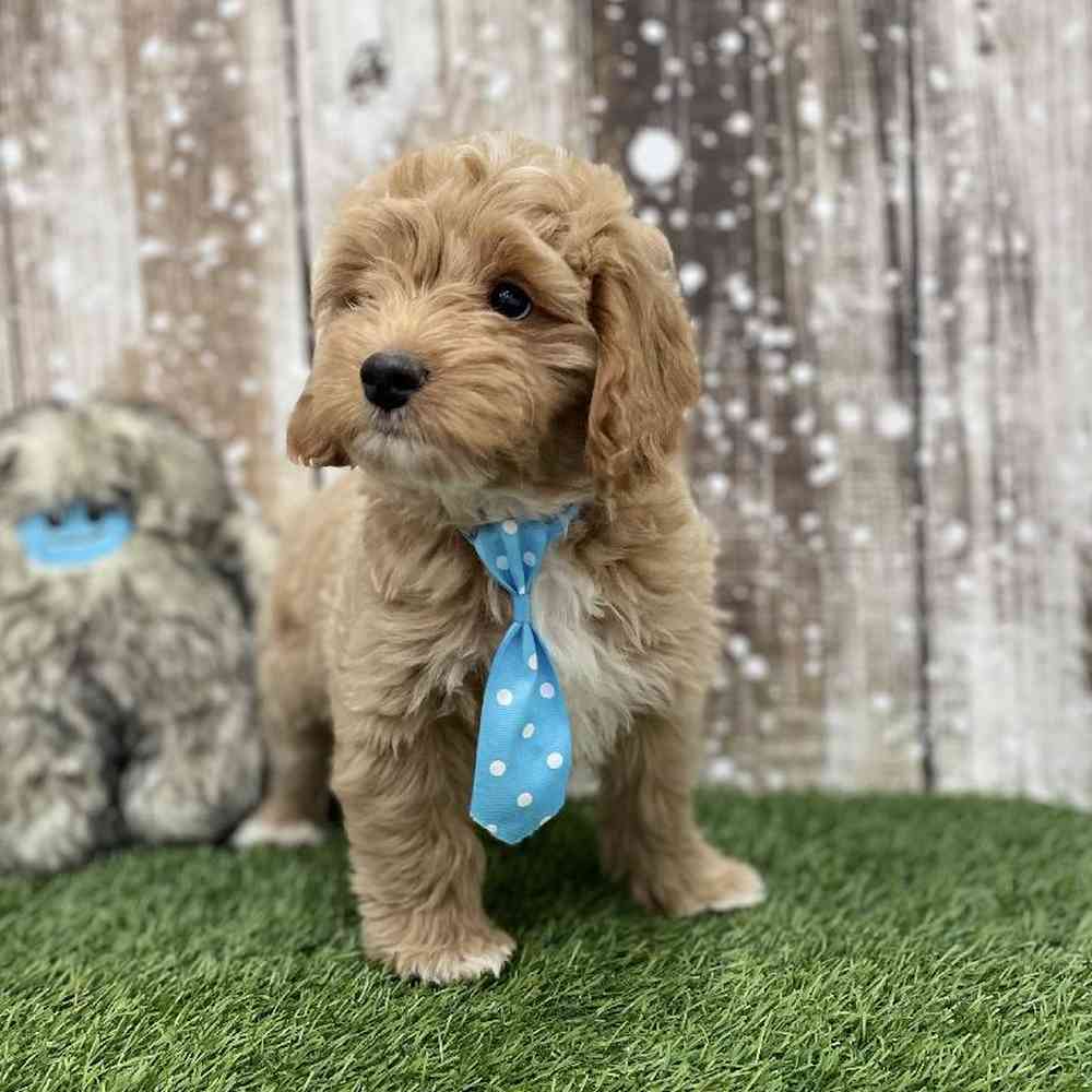 Male Mini Goldendoodle 2nd Gen Puppy for Sale in Braintree, MA