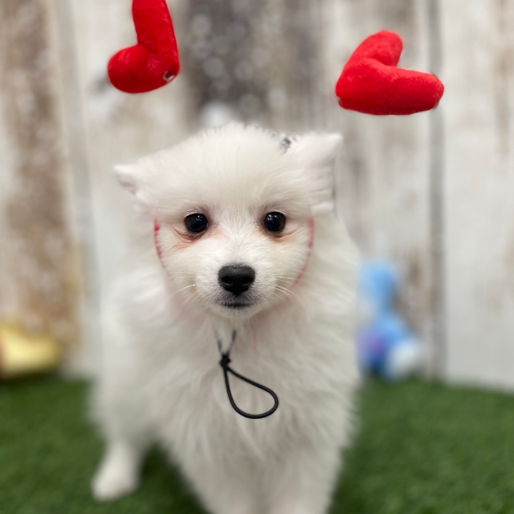 Female American Eskimo Puppy for Sale in Braintree, MA