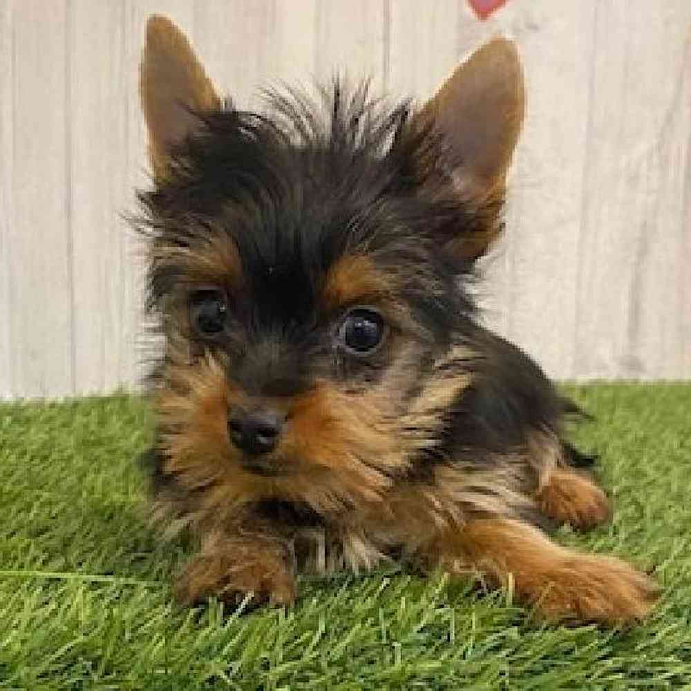 Male Yorkshire Terrier Puppy for sale