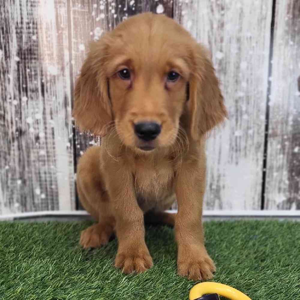 Male Golden Retriever Puppy for Sale in Saugus, MA