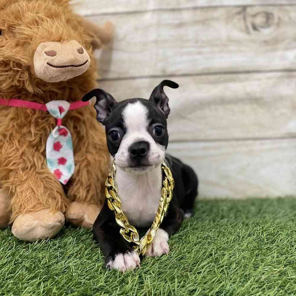 Male Boston Terrier Puppy for Sale in Braintree, MA