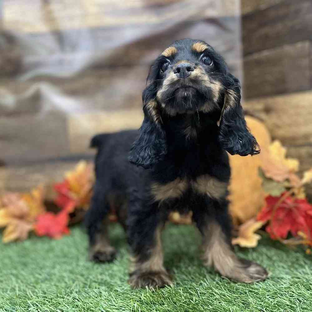 Female Cocker Spaniel Puppy for Sale in Braintree, MA