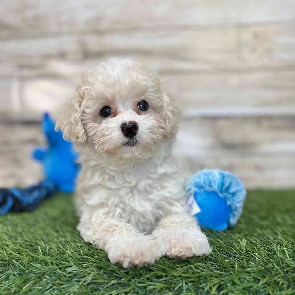Male Havapoo Puppy for Sale in Saugus, MA