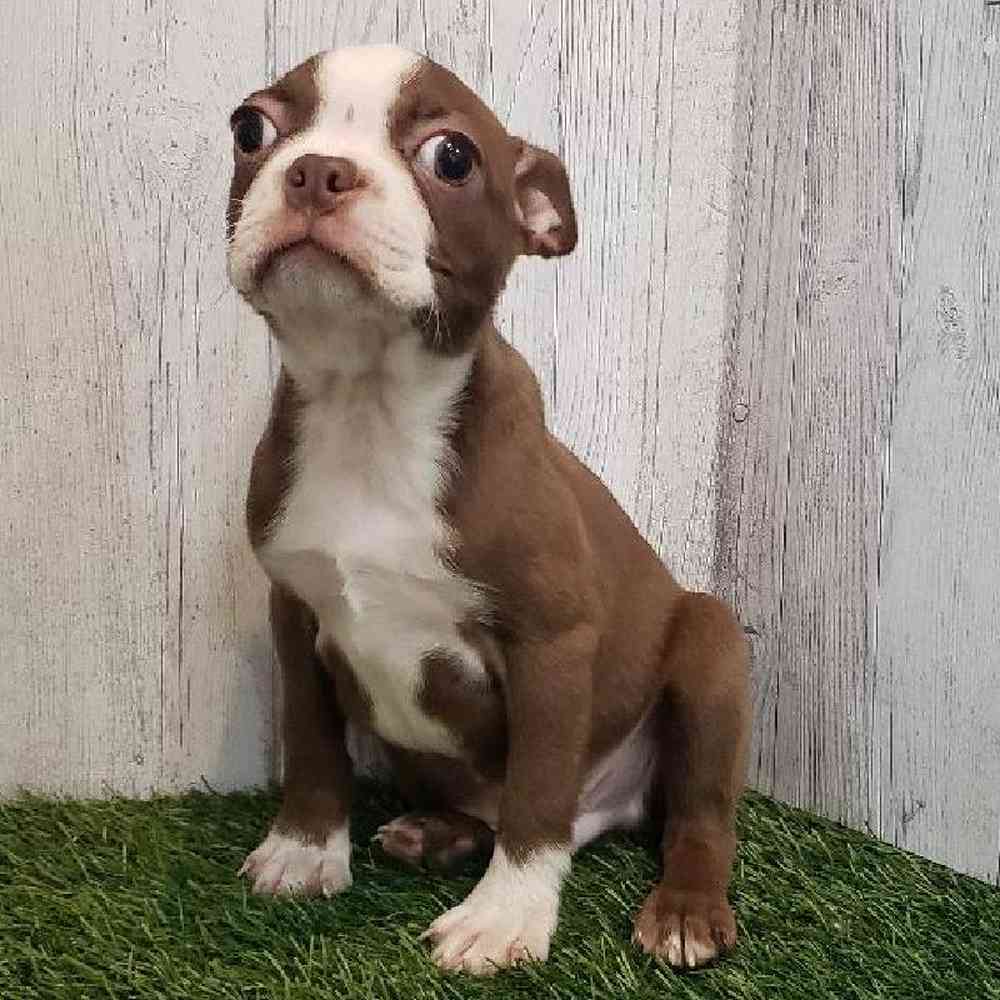 Male Boston Terrier Puppy for sale