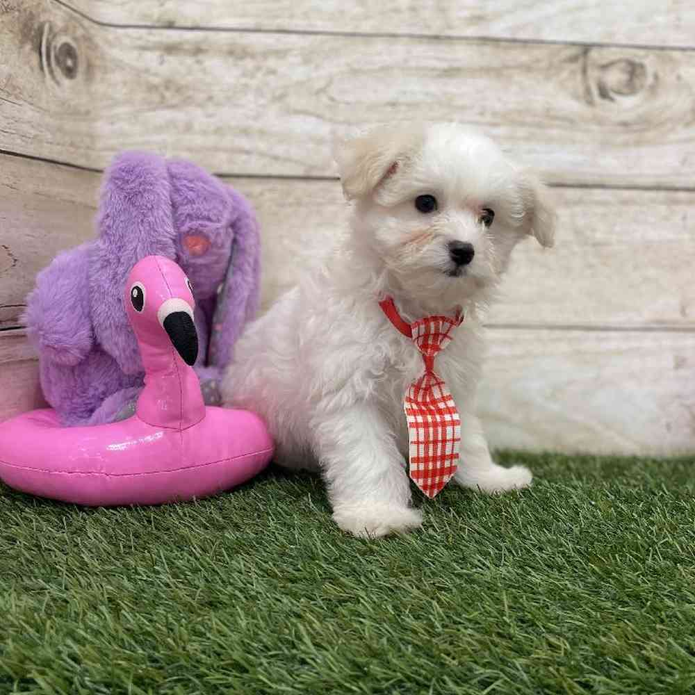 Male Coton De Tulear Puppy for Sale in Braintree, MA