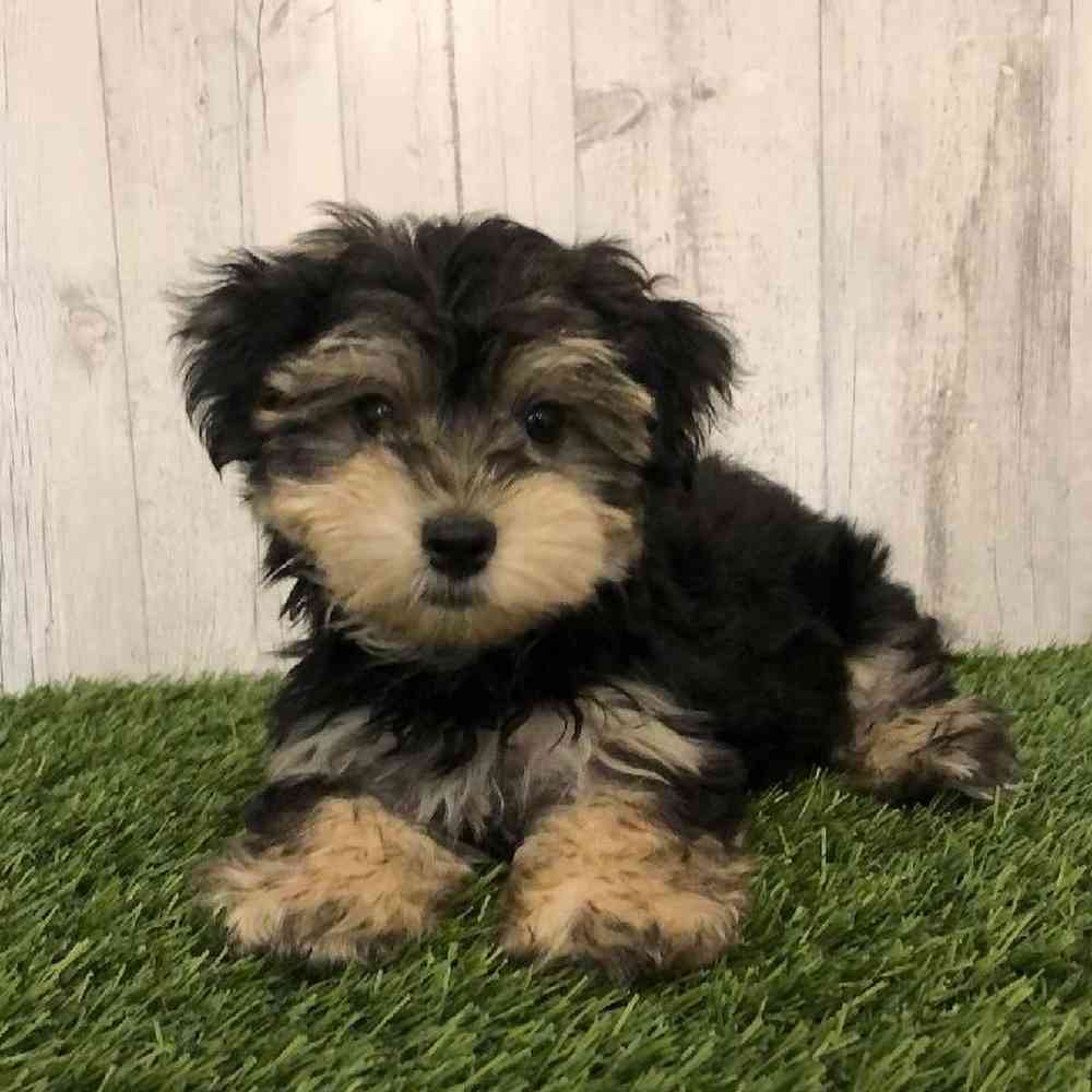 Male Morkie Puppy for sale