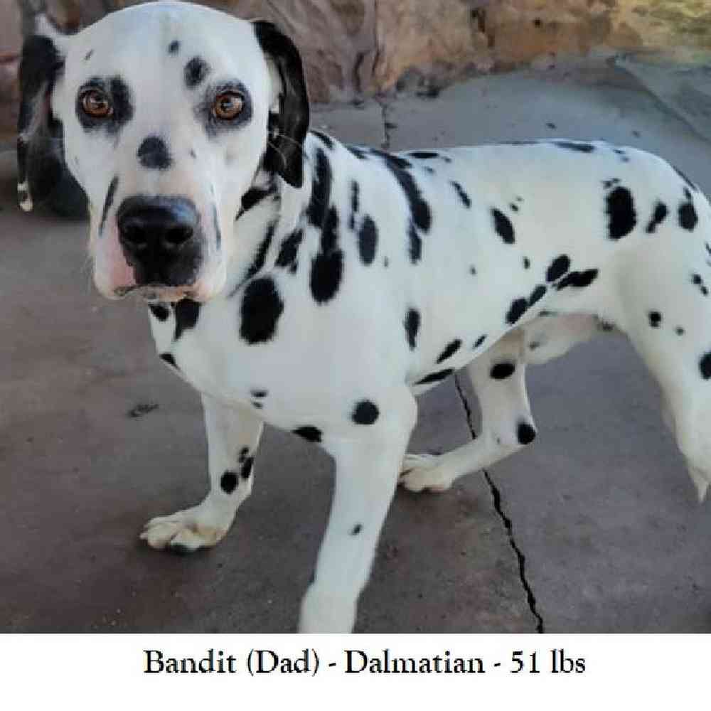 Male Dalmatian Puppy for Sale in Saugus, MA