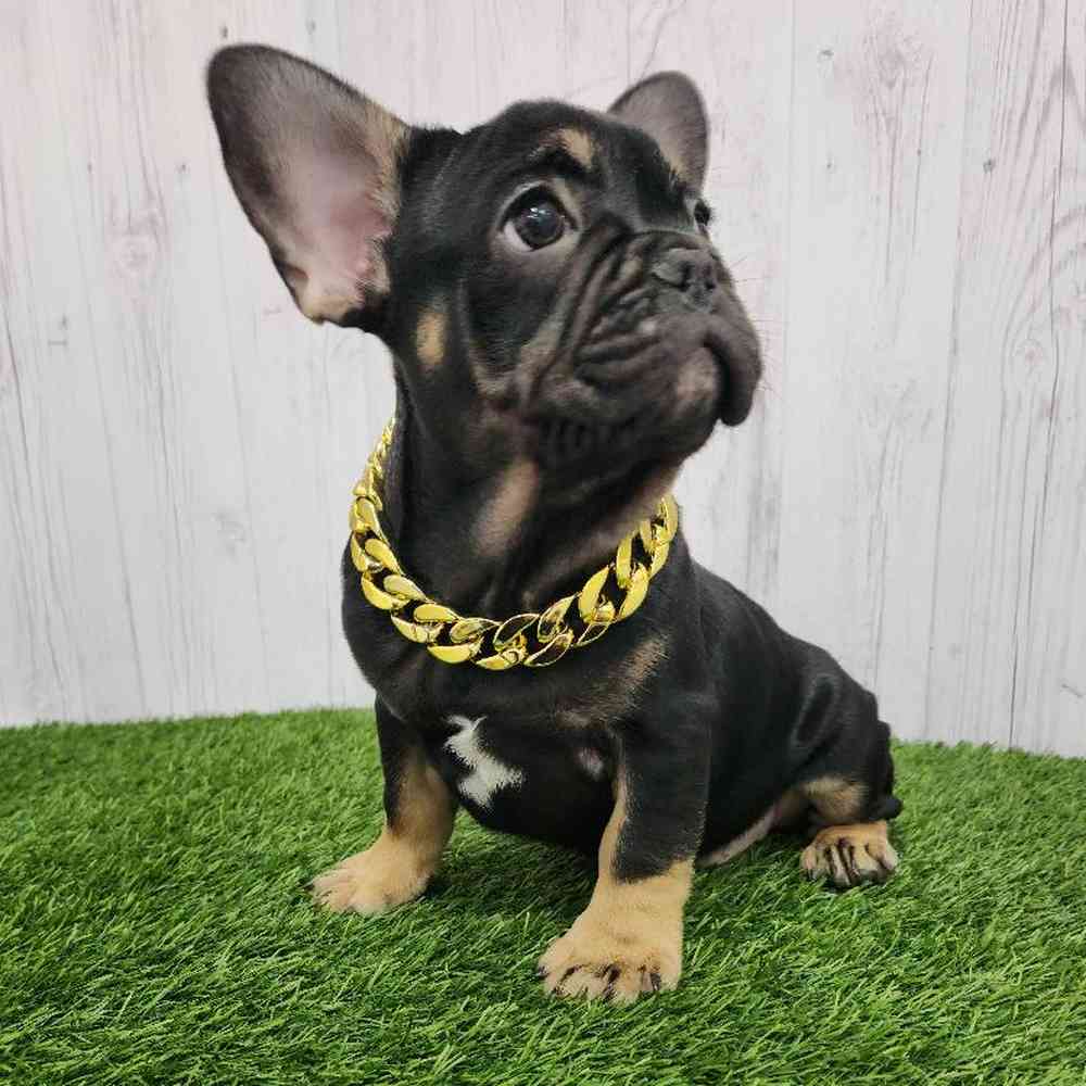 Male French Bulldog Puppy for Sale in Braintree, MA