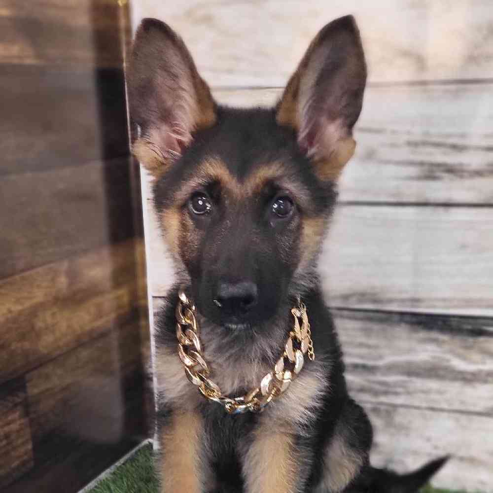 Male German Shepherd Dog Puppy for Sale in Saugus, MA