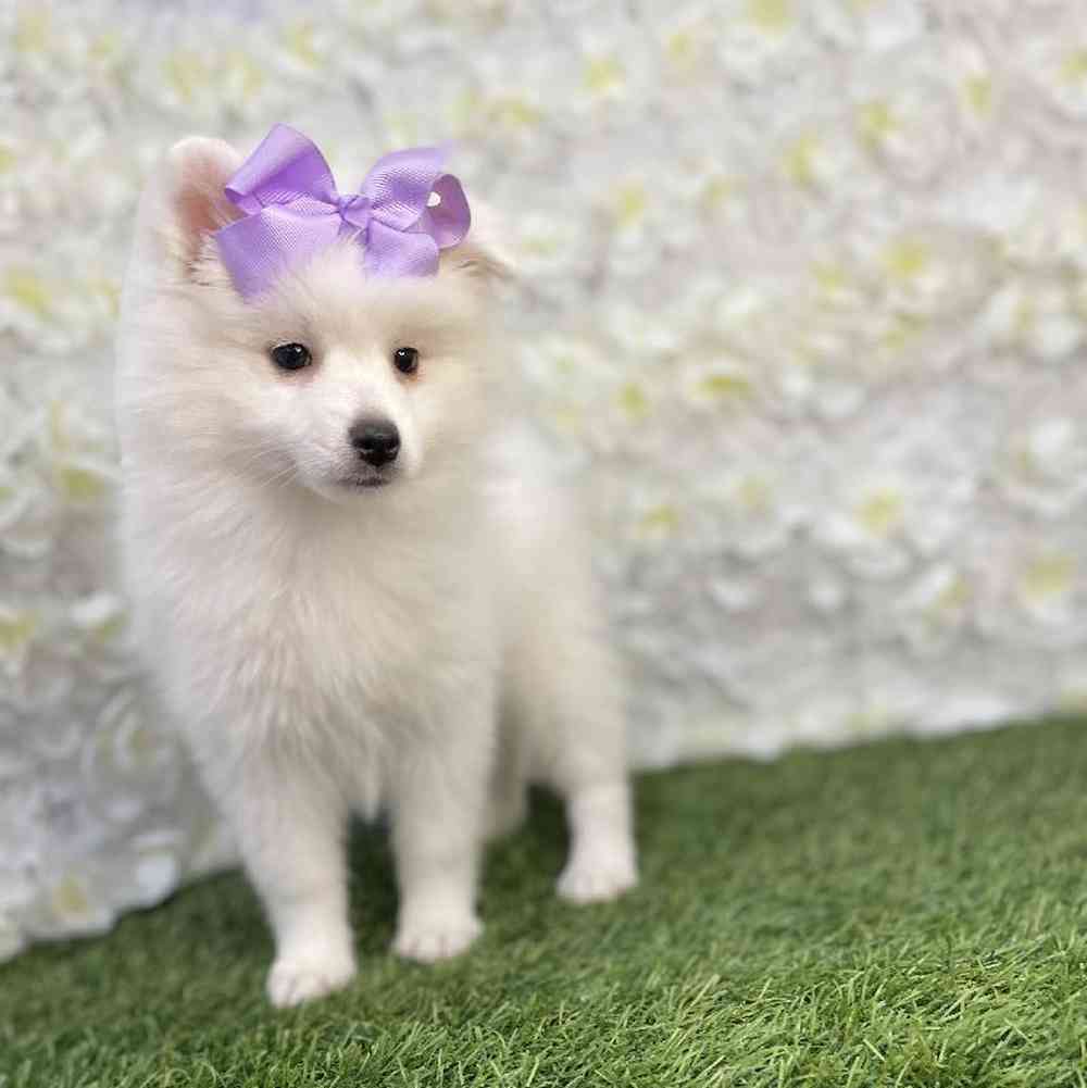 Female American Eskimo Puppy for Sale in Braintree, MA