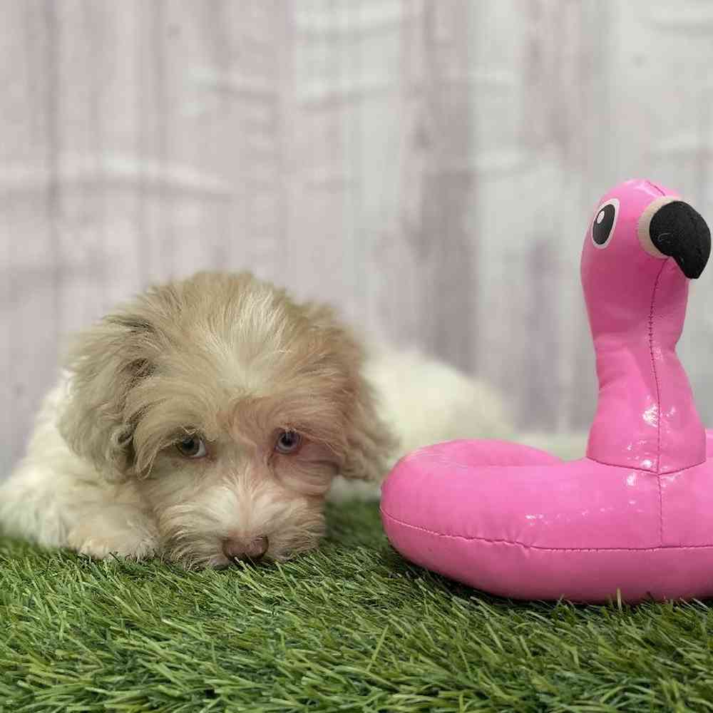 Male Havapoo Puppy for Sale in Braintree, MA