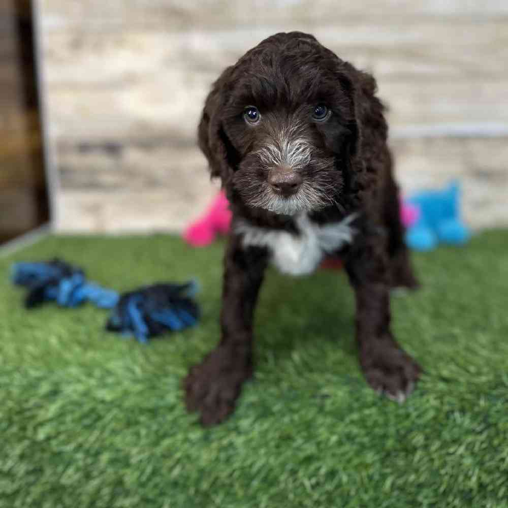 Male Mini Labradoodle 2nd Gen Puppy for Sale in Saugus, MA
