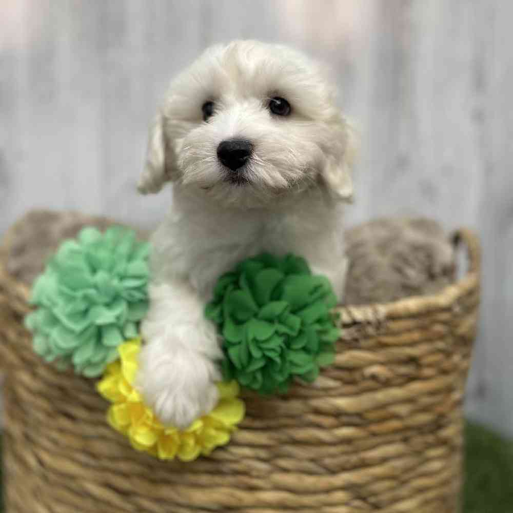 Female Cockapoo-Chon Puppy for sale