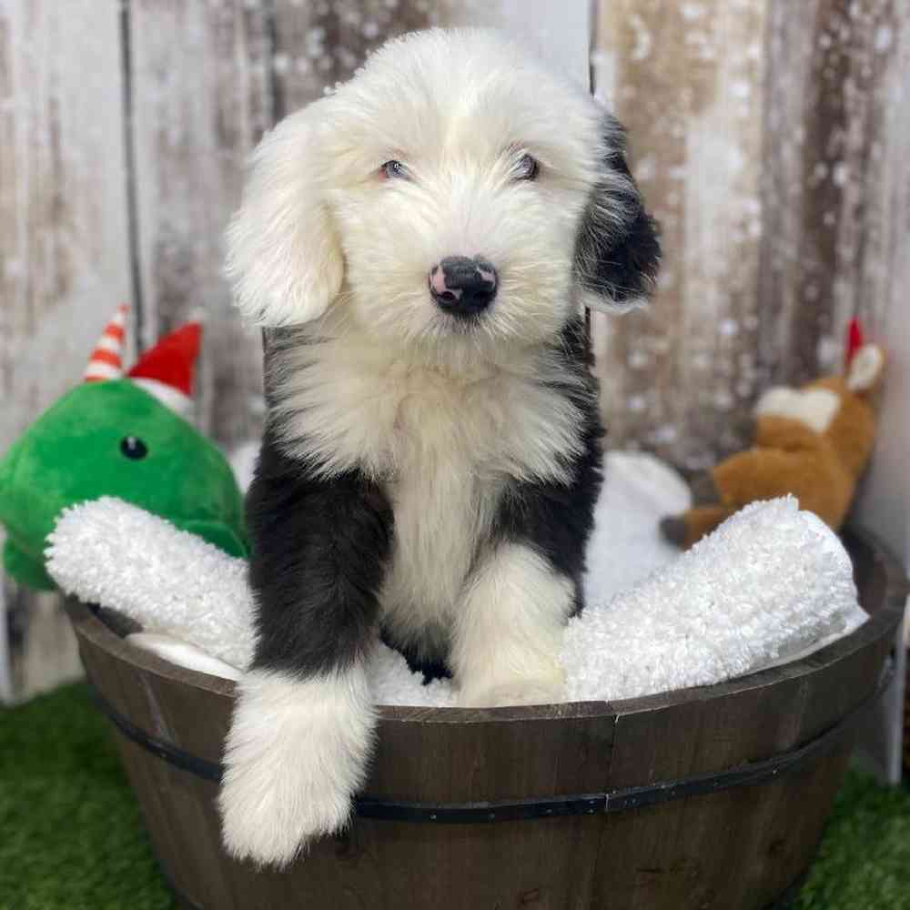 Female Old English Sheepdog Puppy for Sale in Saugus, MA