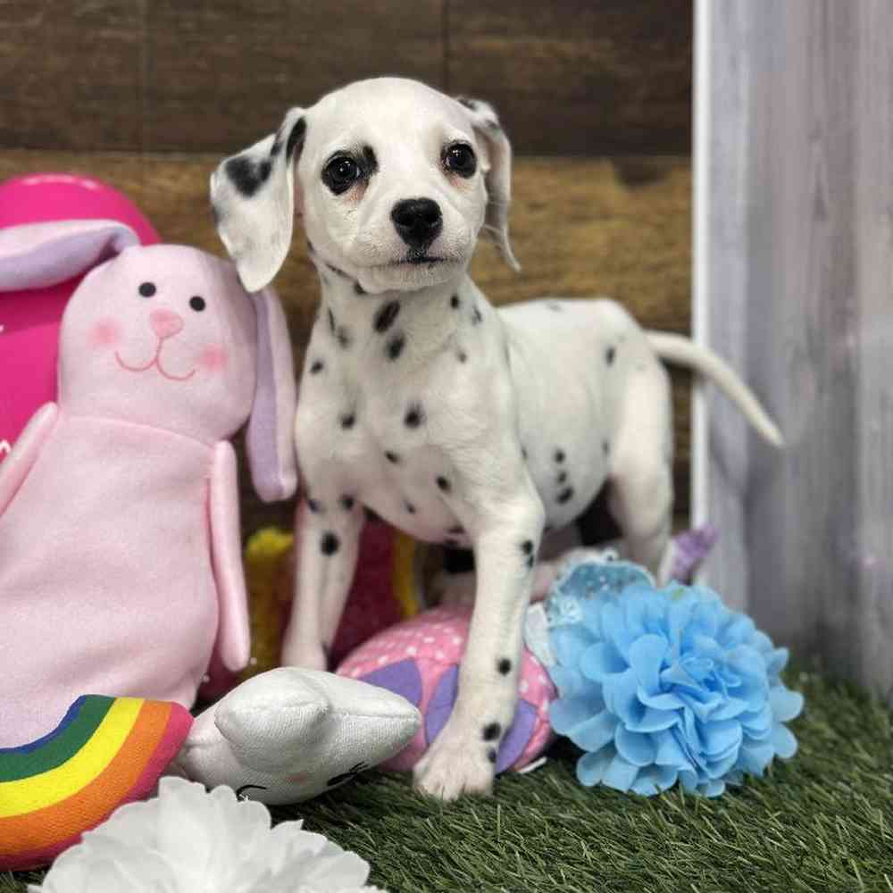 Female Dalmatian Puppy for Sale in Saugus, MA