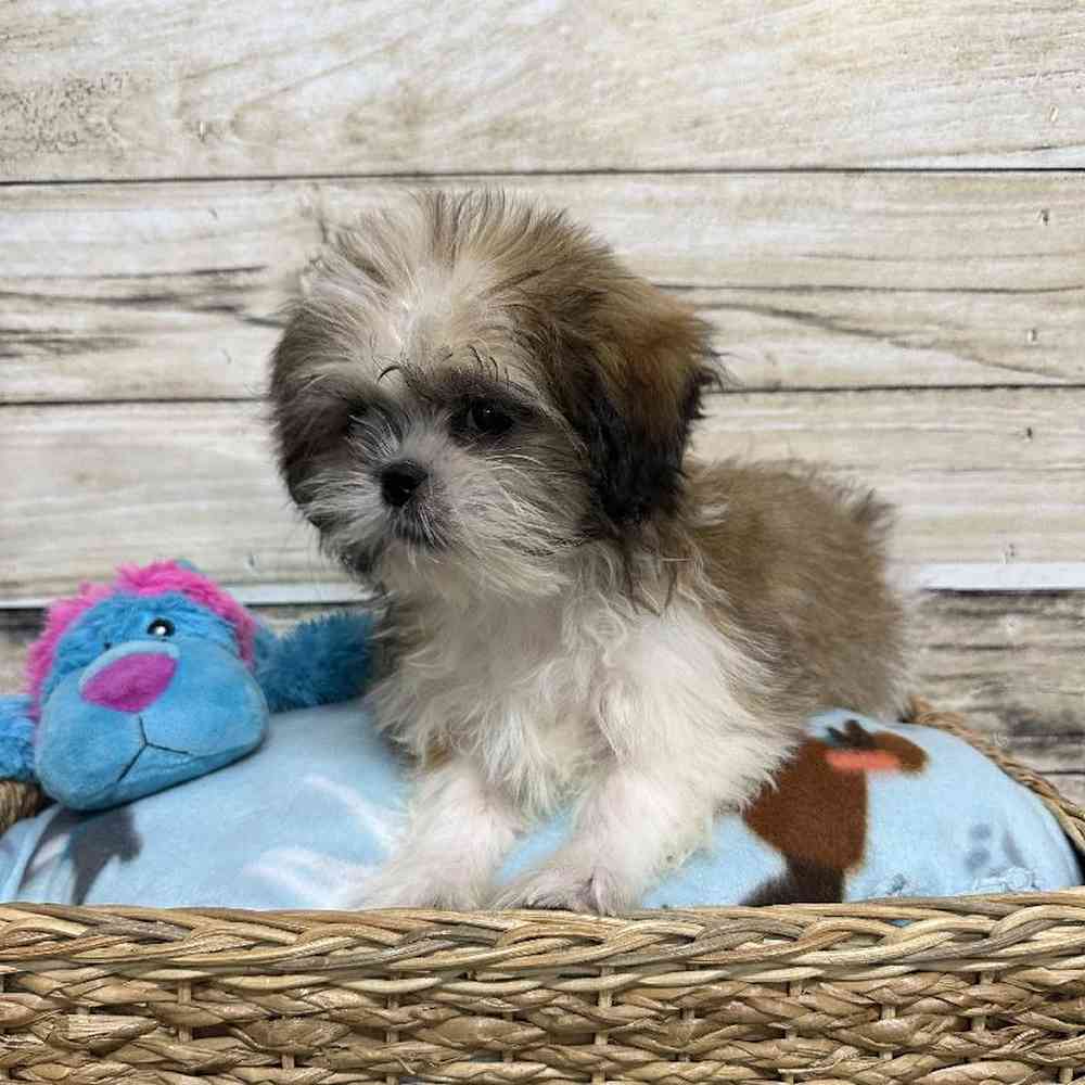 Male Shih Tzu Puppy for Sale in Saugus, MA