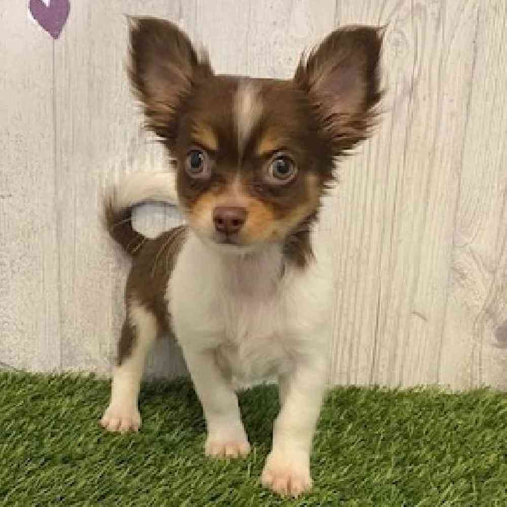 Male Chihuahua Puppy for sale