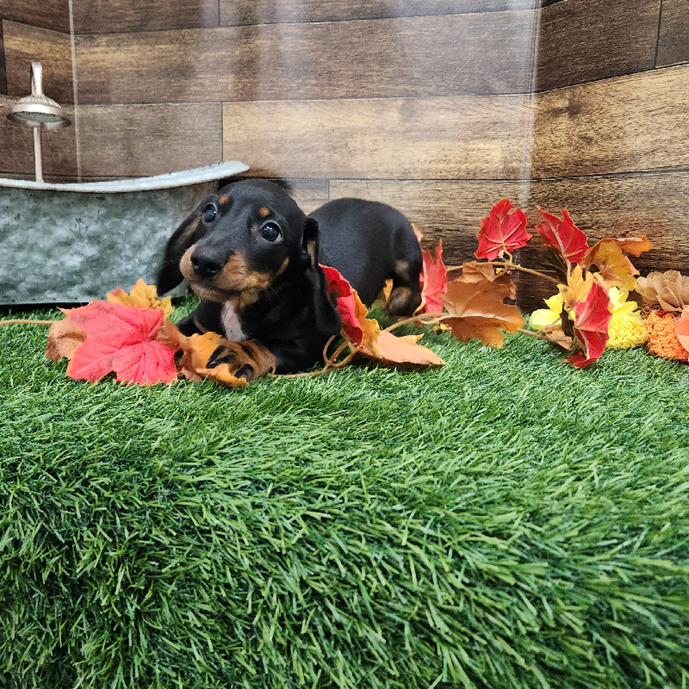 Male Dachshund Puppy for Sale in Braintree, MA