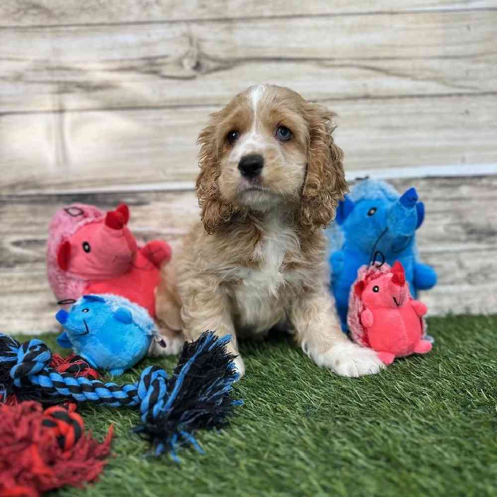Male Cockalier Puppy for Sale in Saugus, MA