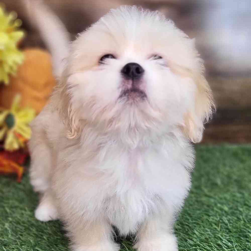 Male Lhasa Apso Puppy for Sale in Saugus, MA