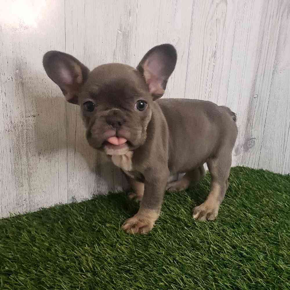 Female French Bulldog Puppy for sale