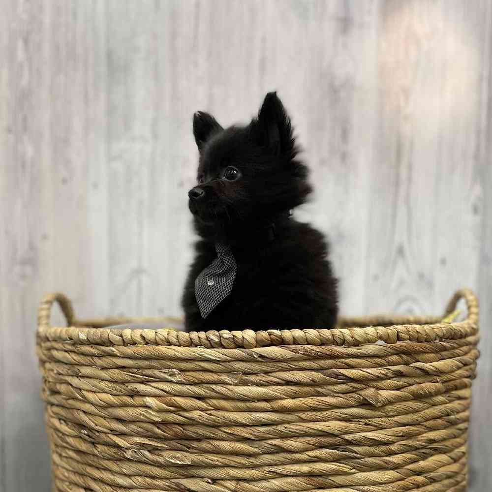 Male Pomeranian Puppy for sale