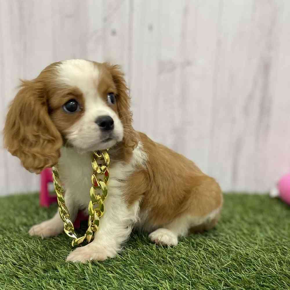 Male Cavalier King Charles Spaniel Puppy for Sale in Braintree, MA