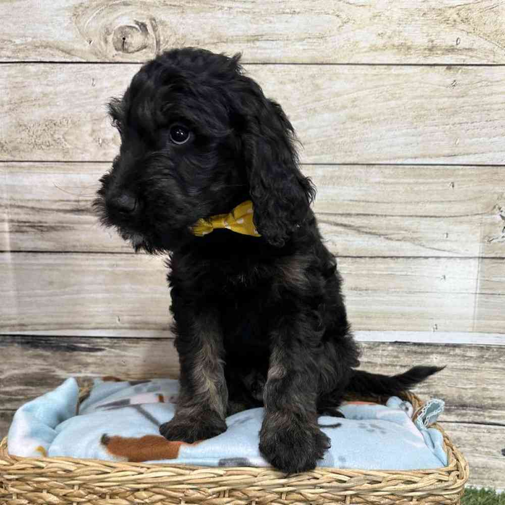 Male Goldendoodle Puppy for Sale in Saugus, MA