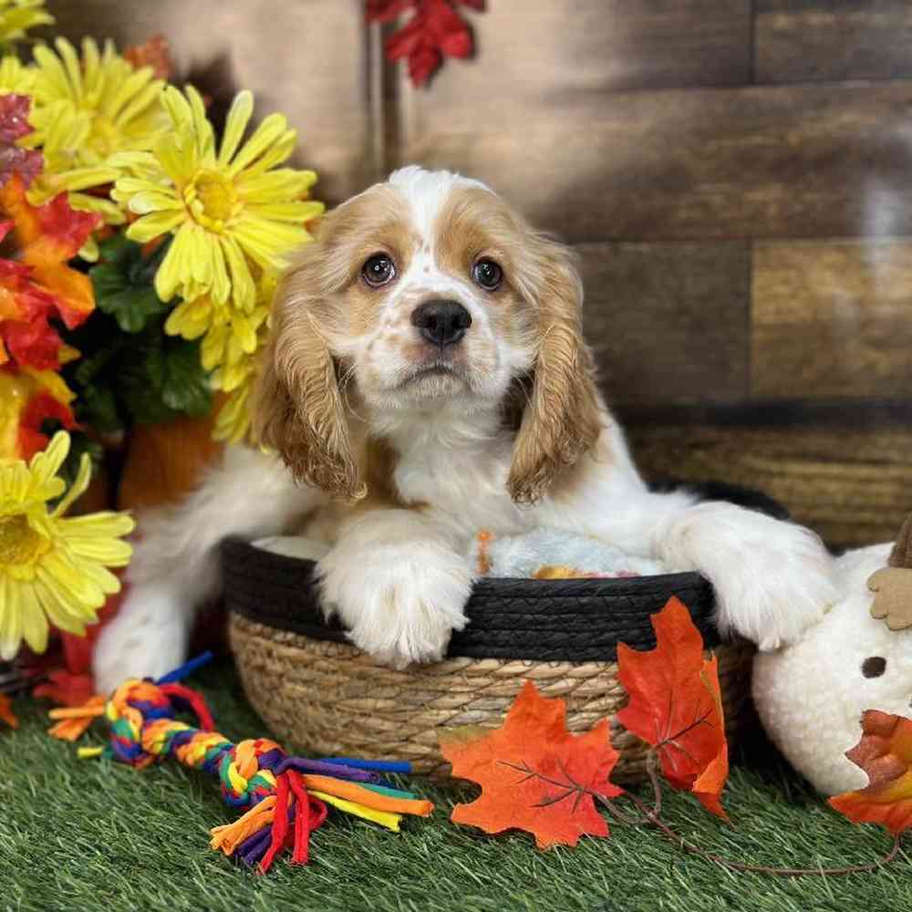 Female Cocker Spaniel Puppy for Sale in Saugus, MA