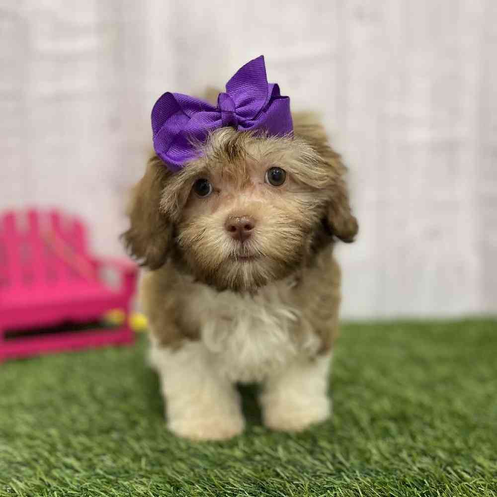 Female Havanese Puppy for Sale in Braintree, MA