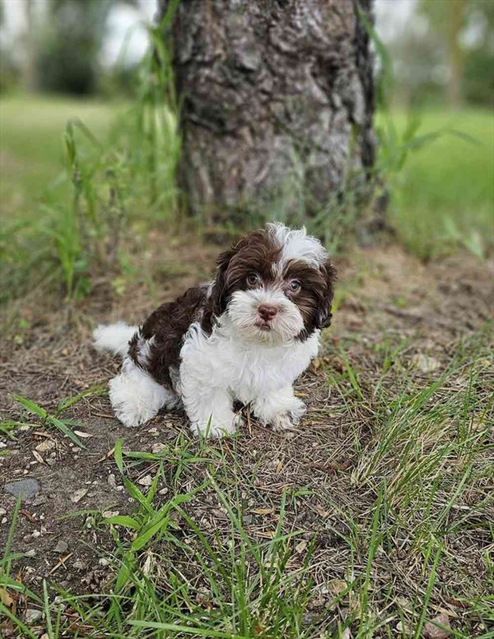 240894905bf5a1b-2769-4d9c-ad21-2df94750f896Havanese_2.jpg