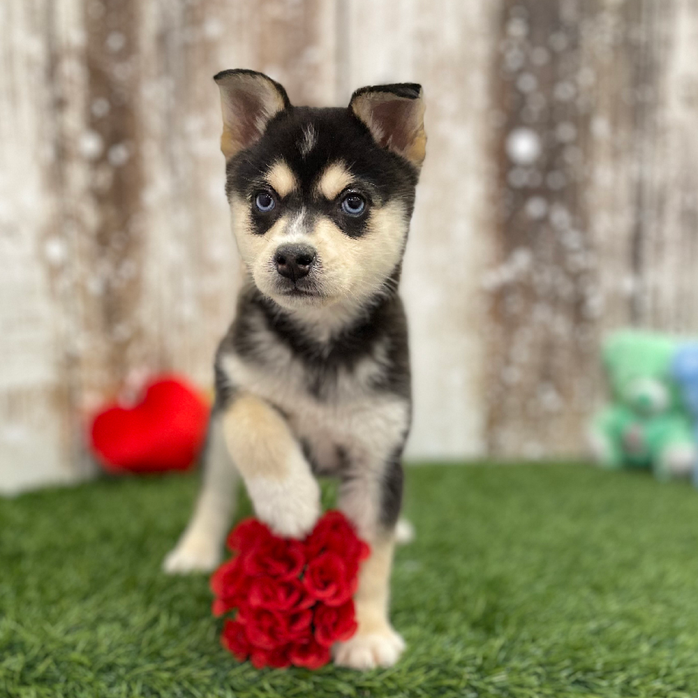 Male Alaskan Klee Kai Puppy for Sale in Braintree, MA