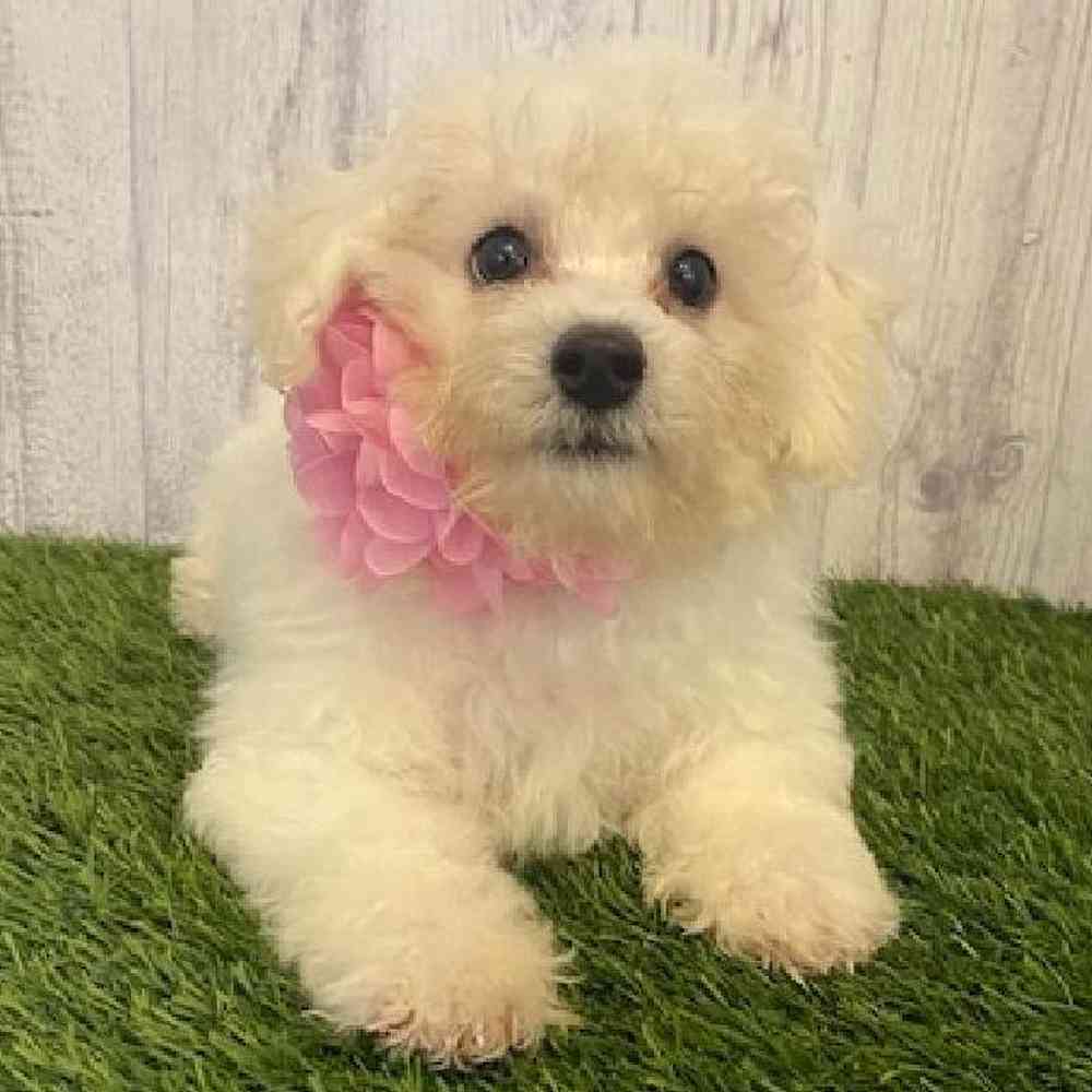 Female Bichon Frise Puppy for sale