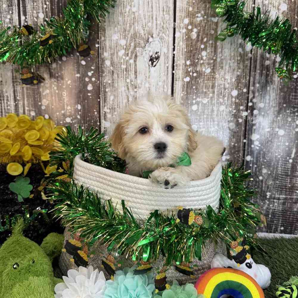 Male Lhasa-Poo Puppy for Sale in Saugus, MA