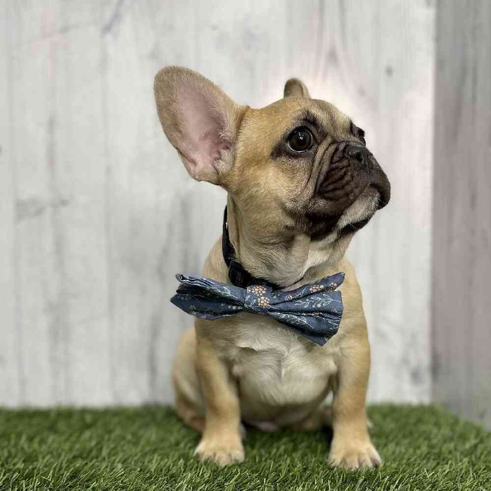 Male French Bulldog Puppy for sale